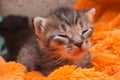 Little sleeping kitten lies on orange background Royalty Free Stock Photo