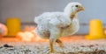 Little small broiler poultry white chick bird