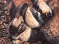 Little small brown rabbits cuddling together