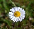 Little Small Daisy Flower
