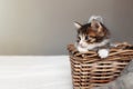 Little Small Kitten Sit Inside Wooden Wicker Basket And Looking Upfront