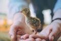 Little small quail poultry white chick bird Royalty Free Stock Photo