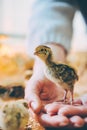 Little small quail poultry white chick bird Royalty Free Stock Photo