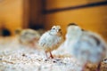 Little small quail poultry white chick bird Royalty Free Stock Photo