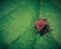 small red bug on a green leaf in a forest. Macro capture. Royalty Free Stock Photo