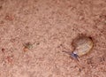 Little small tropical snail on wet brown garden floor creeping slowly and peacefully