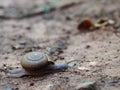 Little small tropical snail on wet brown garden floor creeping slowly and peacefully