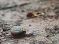 Little small tropical snail on wet brown garden floor creeping slowly and peacefully