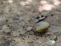 Little small tropical snail on wet brown garden floor creeping slowly and peacefully