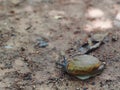 Little small tropical snail on wet brown garden floor creeping slowly and peacefully