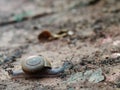 Little small tropical snail on wet brown garden floor creeping slowly and peacefully