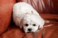 Little small white puppy Bichon Frize on a chair. looking up