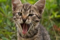 Little smoky blue cat in green summer grass