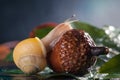 Magic snail creeps on a acorn. Royalty Free Stock Photo