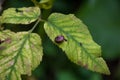 Little snail on big green leaf Royalty Free Stock Photo