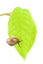 Little snail on a bright leaf