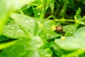 Snail with brown shell on a green leaf after summer rain Royalty Free Stock Photo