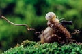 Snail on the acorn Royalty Free Stock Photo