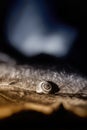 Little snail on a colored leaf, close up shoot Royalty Free Stock Photo