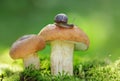 Little snail crawling on the edible mushroom in a forest. Boletus edulis mushrooms Royalty Free Stock Photo