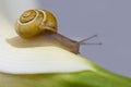 Snail crawling Royalty Free Stock Photo