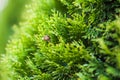 Little snail crawling on green leaf with drops of water on a Sunny day Royalty Free Stock Photo