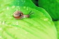 Little snail crawling on green leaf with drops of water on a Sunny day. Royalty Free Stock Photo