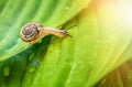 Little snail crawling on green leaf with drops of water on a Sunny day. Royalty Free Stock Photo