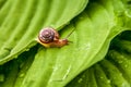 Little snail crawling on green leaf with drops of water on a Sunny day. A horizontal frame. Royalty Free Stock Photo