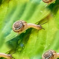 Little snail crawling on green leaf with drops of water on a Sunny day Royalty Free Stock Photo