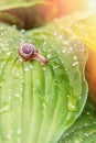 Little snail crawling on green leaf with drops of water on a Sunny day. The vertical frame. Royalty Free Stock Photo