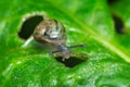 Little snail crawling on a green leaf Royalty Free Stock Photo