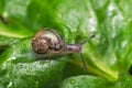 Little snail crawling on a green leaf Royalty Free Stock Photo