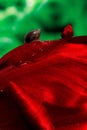 Little snail crawls on a tulip petal Royalty Free Stock Photo