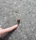 Little snail creeps along the road