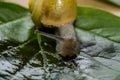 Little snail creeps on a leaf Royalty Free Stock Photo
