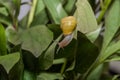 Little snail creeps on a leaf Royalty Free Stock Photo