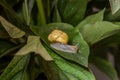 Little snail creeps on a leaf Royalty Free Stock Photo