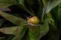 Little snail creeps on a leaf Royalty Free Stock Photo