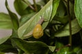 Little snail creeps on a leaf