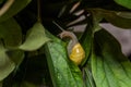 Little snail creeps on a leaf Royalty Free Stock Photo