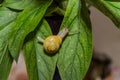 Little snail creeps on a leaf Royalty Free Stock Photo