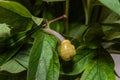 Little snail creeps on a leaf Royalty Free Stock Photo