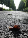 A little snail is crossing the aspalt road