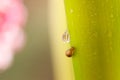 Little snail on dandelion flower. Nature background with dandelion Royalty Free Stock Photo