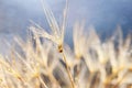 Little snail on dandelion flower. Nature background with dandelion Royalty Free Stock Photo