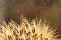 Little snail on dandelion flower. Nature background with dandelion Royalty Free Stock Photo