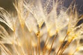 Little snail on dandelion flower. Nature background with dandelion Royalty Free Stock Photo