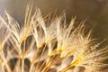 Little snail on dandelion flower. Nature background with dandelion Royalty Free Stock Photo