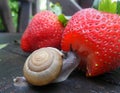 Little snail enjoy eating fresh red strawberry on wet wooden garden bench